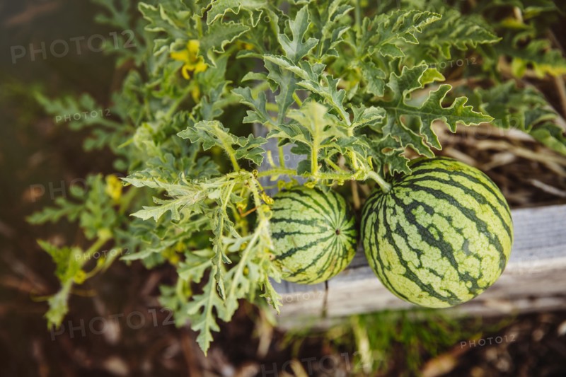 Close up of watermelons growing on plant in garden