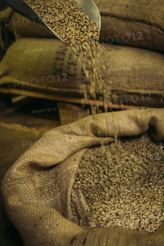 Shovel pouring raw coffee beans into sack