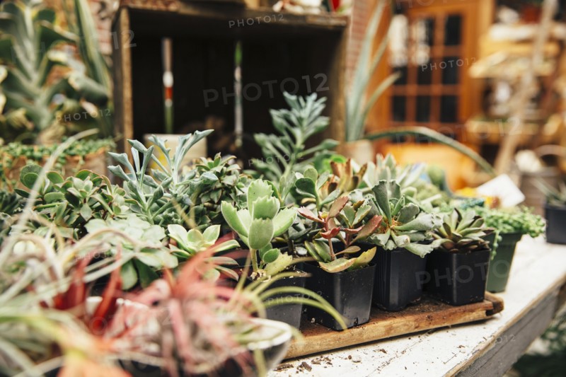 Succulent plants on table