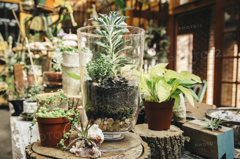 Succulent plants for sale in nursery