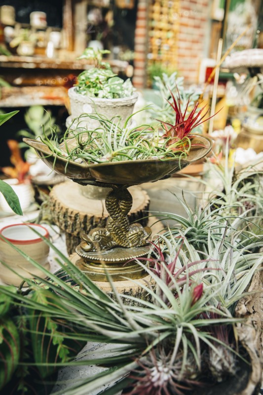 Close up of plants for sale in nursery