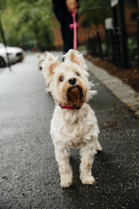 Caucasian man walking dog on wet city sidewalk