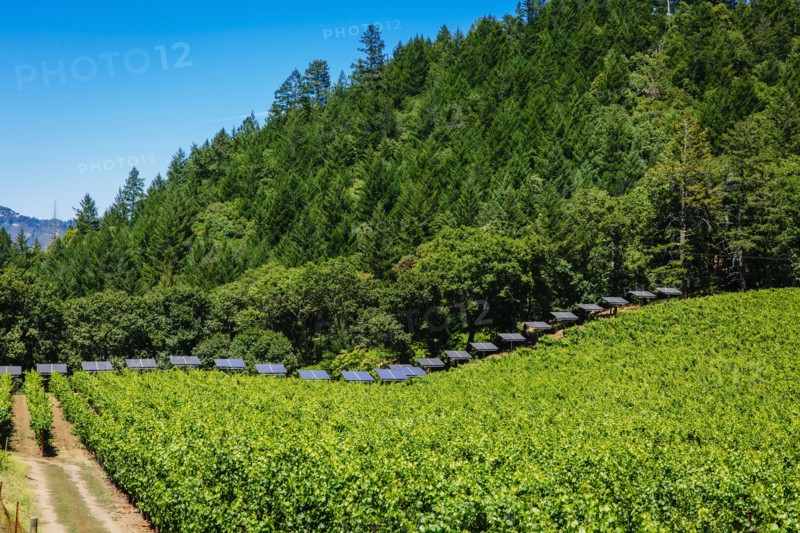 Solar panels and vines in rural vineyard