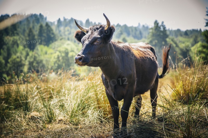 Bull walking in rural field
