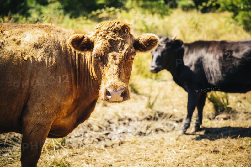 Cows grazing in rural field