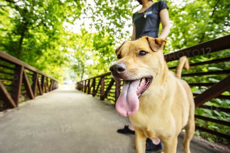 Caucasian woman walking dog on bridge