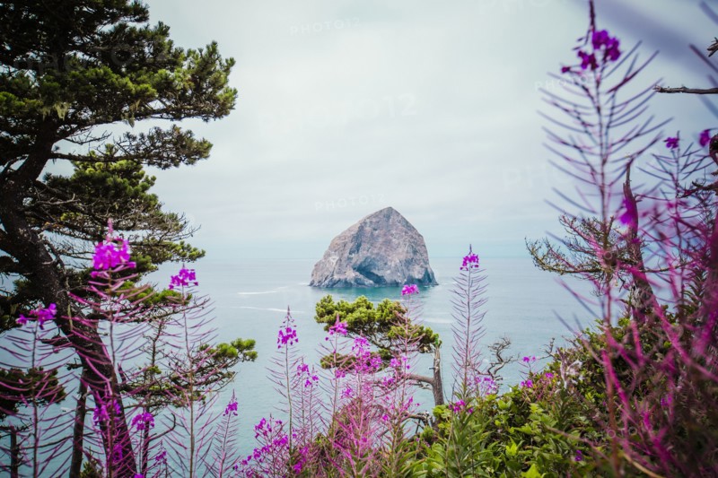 Lush hillside over sea stack in ocean