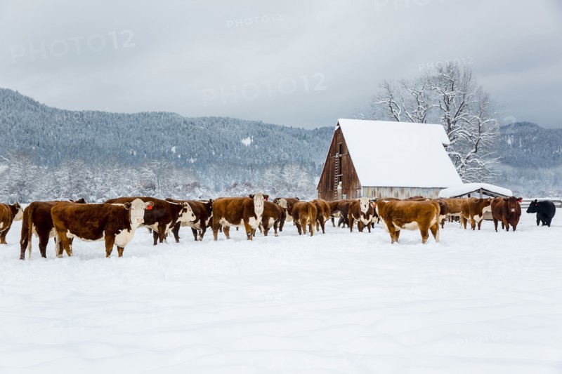 Herd of cattle in snowy farm field