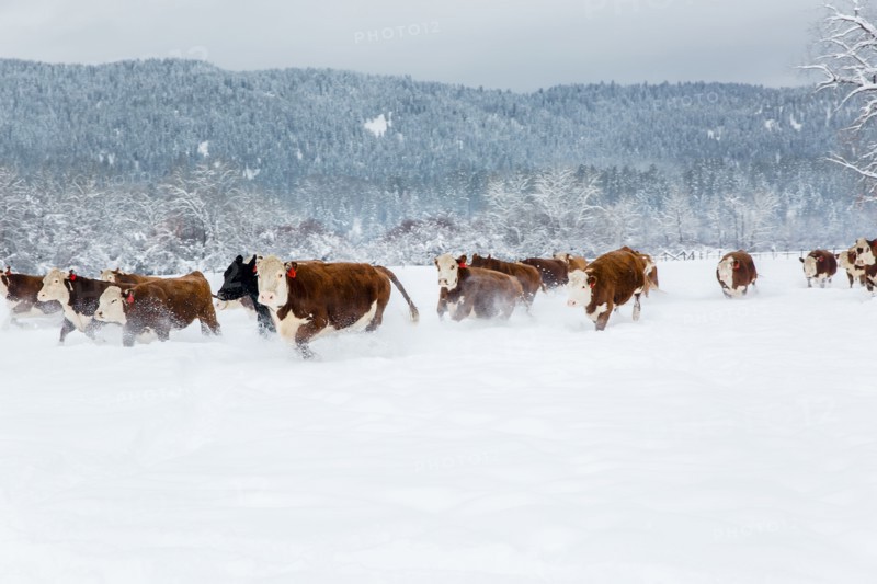Herd of cattle in snowy farm field