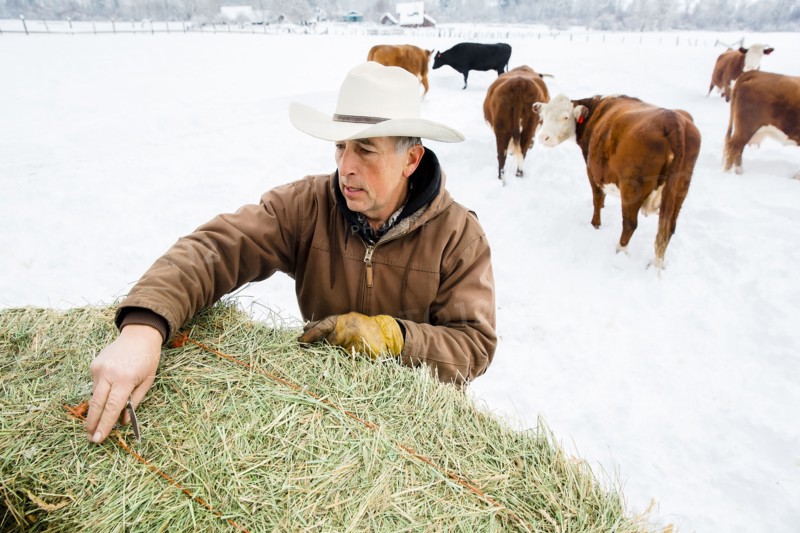 Caucasian farmer hauling hay in snowy field