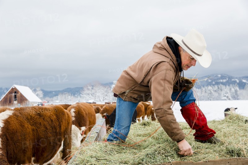 Caucasian farmer hauling hay in snowy field