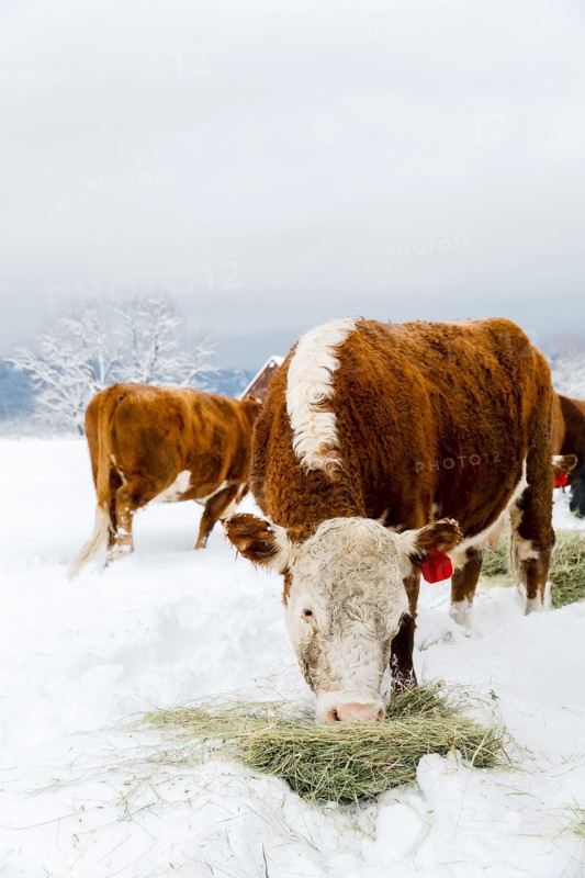 Cattle grazing on hay in snowy field
