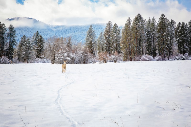 Deer standing in snowy field