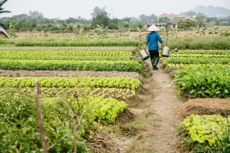 Farmer carrying water in rural crop field