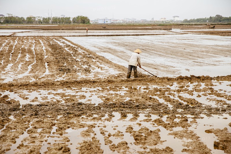 Farmer working in rural rice fields