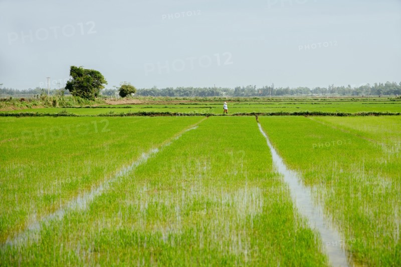 Farmer walking in rural rice field