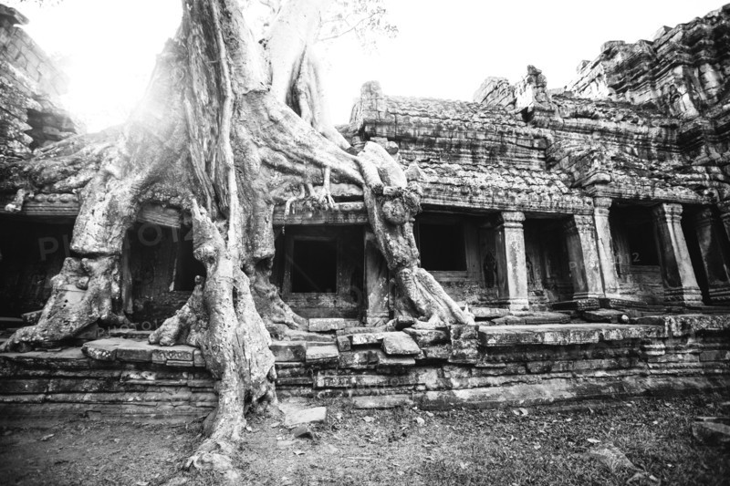 Tree growing on ruins at Angkor Wat