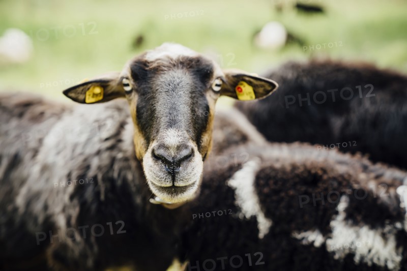 Portrait of sheep with tags in ears