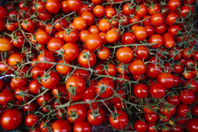Tomatoes on vines