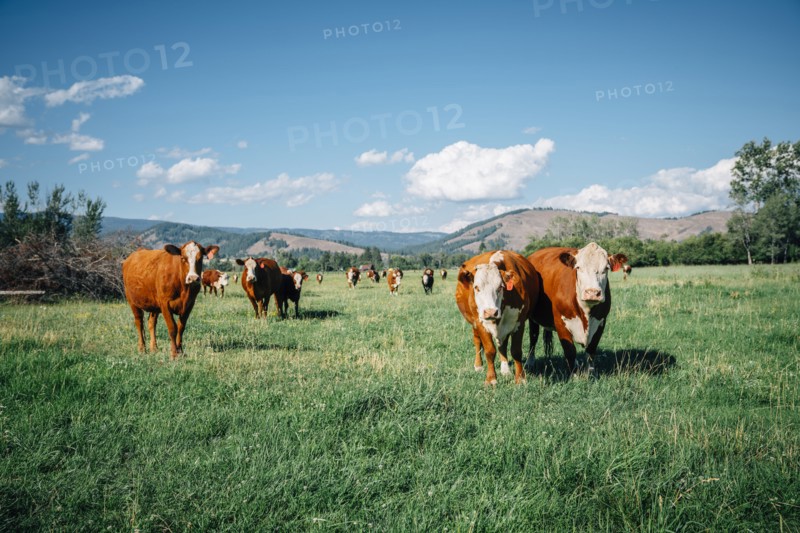 Cows in pasture