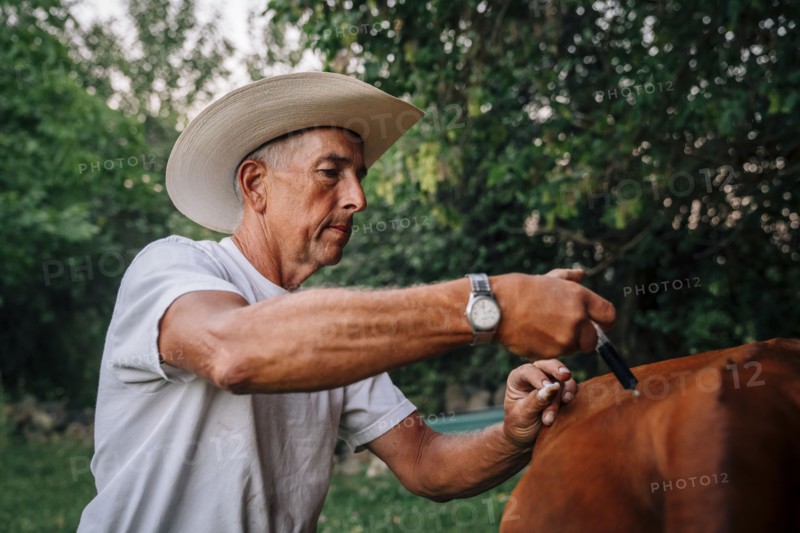 Caucasian farmer injecting cow with vaccine