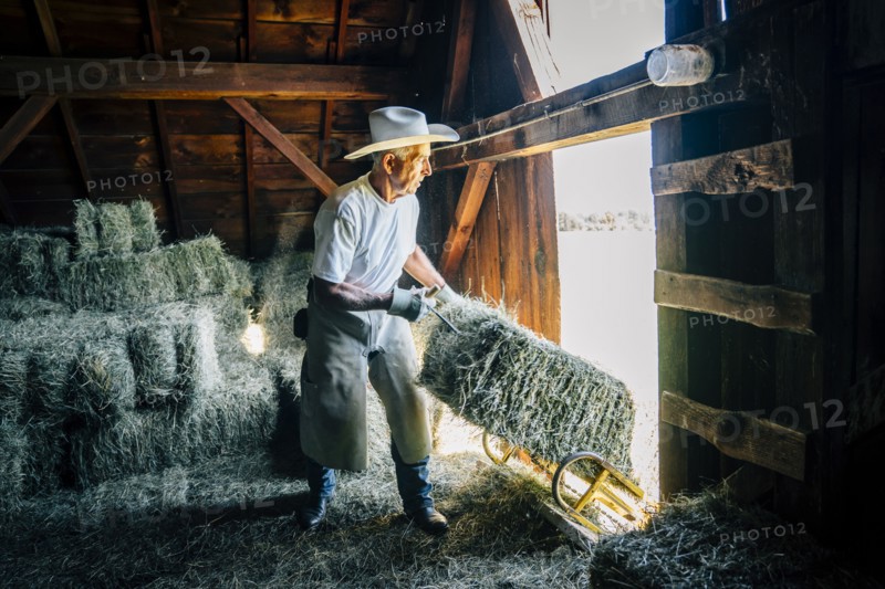 Caucasian farmer in barn pulling bale of hay