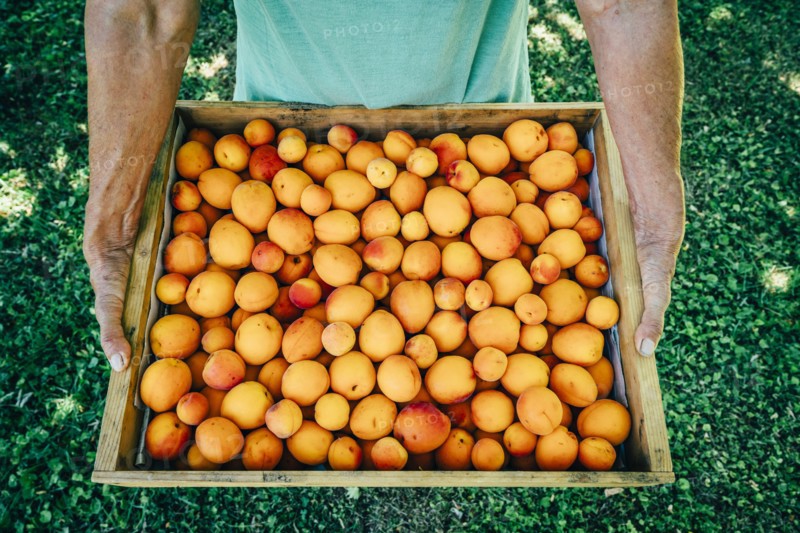 Caucasian man holding box of peaches