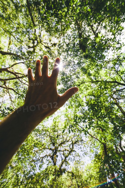 Hispanic man reaching for forest canopy