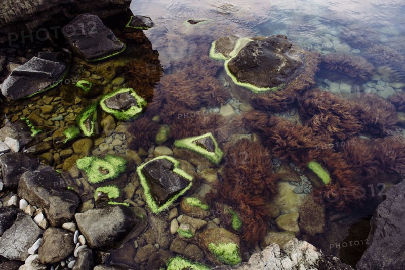 Green algae on rocks at beach