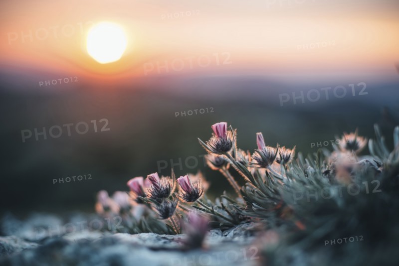 Close up of flowers at sunset