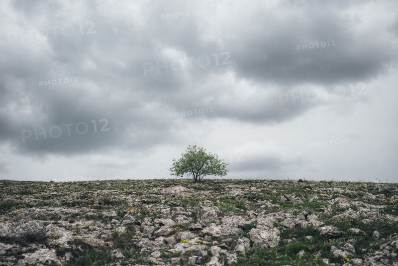 Tree in rocky landscape under clouds