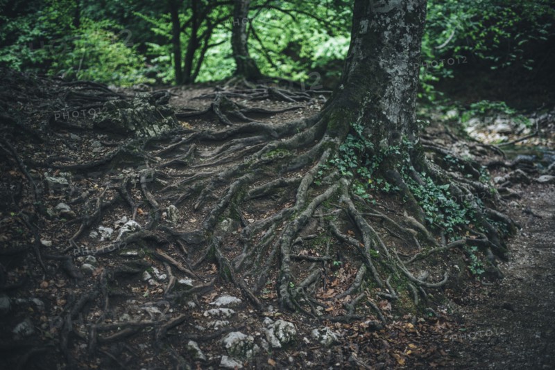 Exposed roots of tree in forest