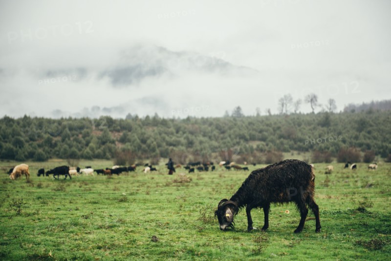 Ram grazing in green pasture