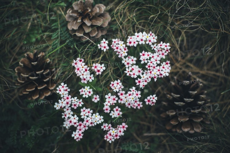 Pine cones and flowers in grass