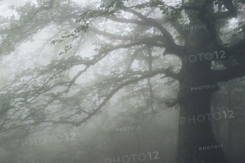 Tree in foggy forest