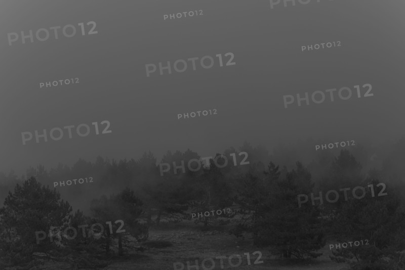 Fog over trees