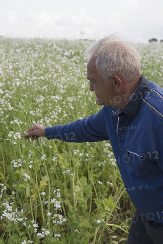 Caucasian farmer examining crop