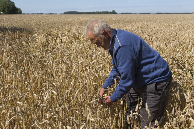 Caucasian farmer examining wheat crop