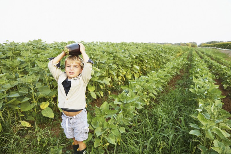Caucasian boy picking vegetables in field