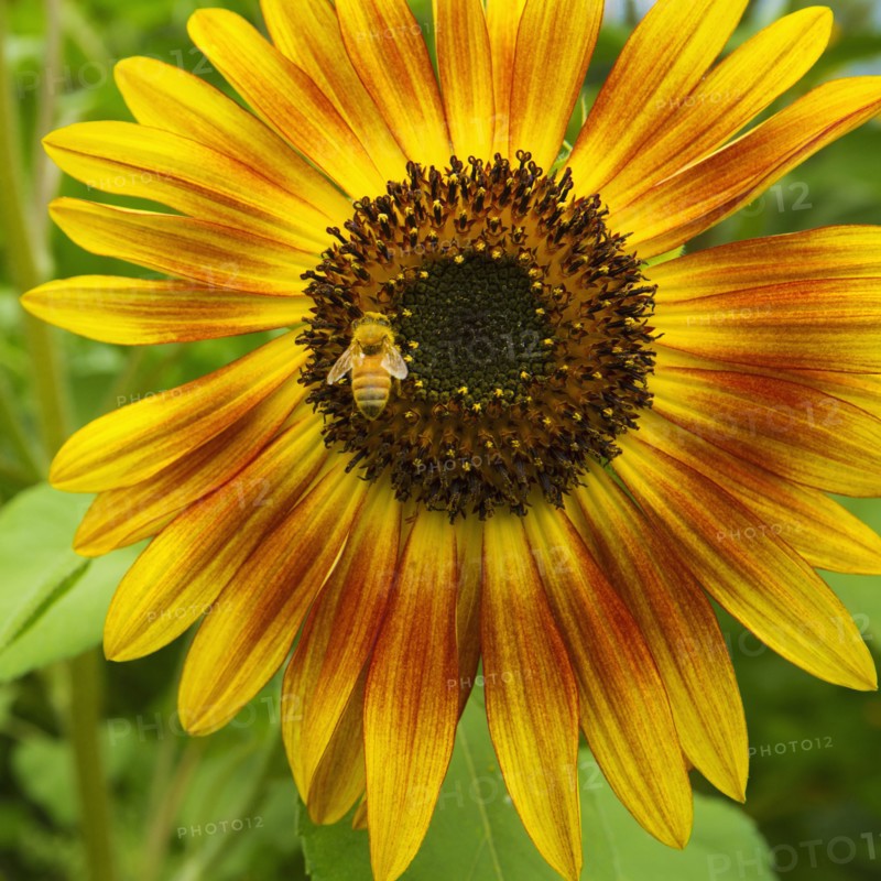 Close up of bee collecting pollen from sunflower