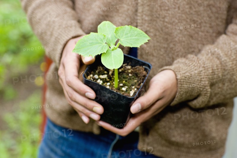 Japanese gardener holding potted plant