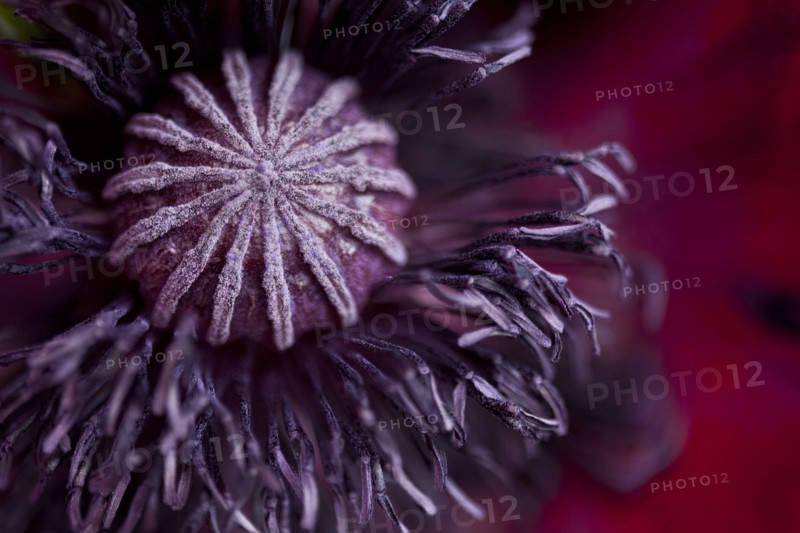Close up of flower bud