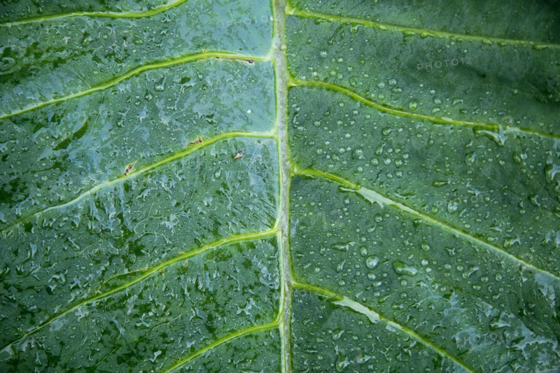 Close up of dewdrops on leaf
