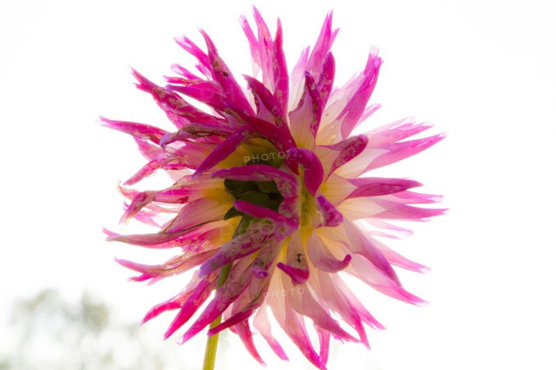 Close up of pink dahlia