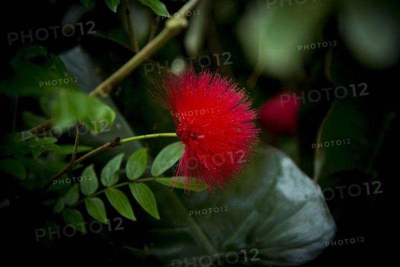 Close up of flower on leafy plant