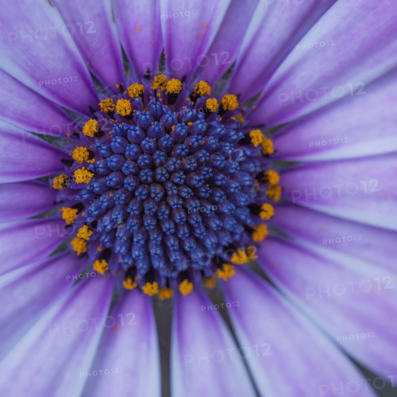 Close up of blooming flower