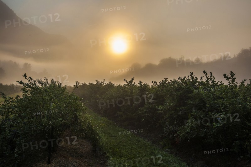 Blueberry bushes on farm at sunset