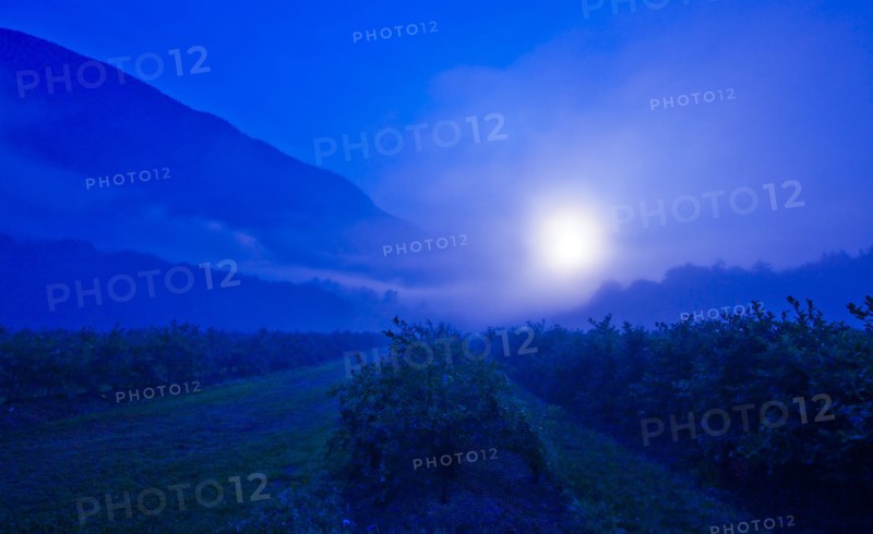 Blueberry bushes on farm at night
