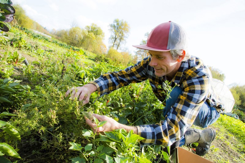Caucasian farmer examining plants
