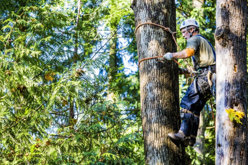 Man wearing harness climbing tree